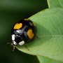 harlequin ladybird